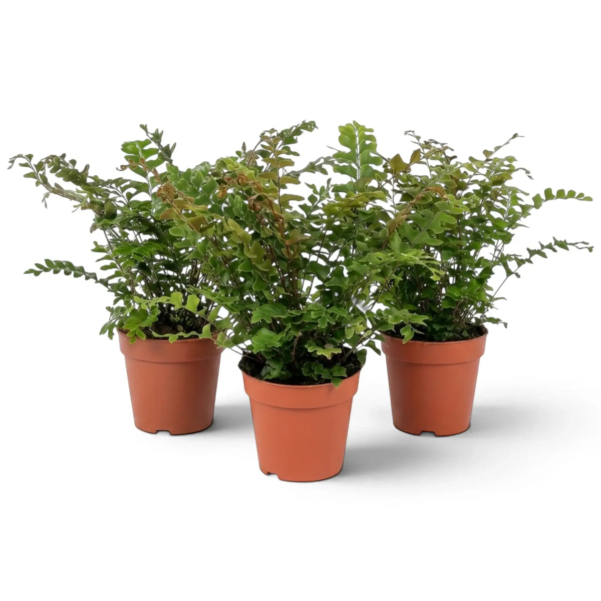 Didymochlaena sp. in a nursery pot, showing a full fern crown of broad arching fronds