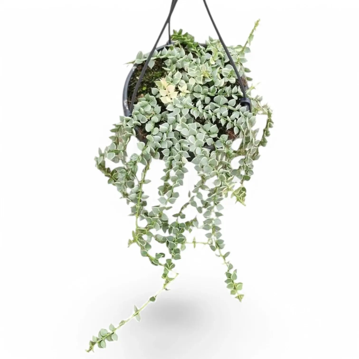 Dischidia ruscifolia variegata Zimmerpflanze im Anzuchttopf vor weißem Hintergrund, Produktfoto 2.