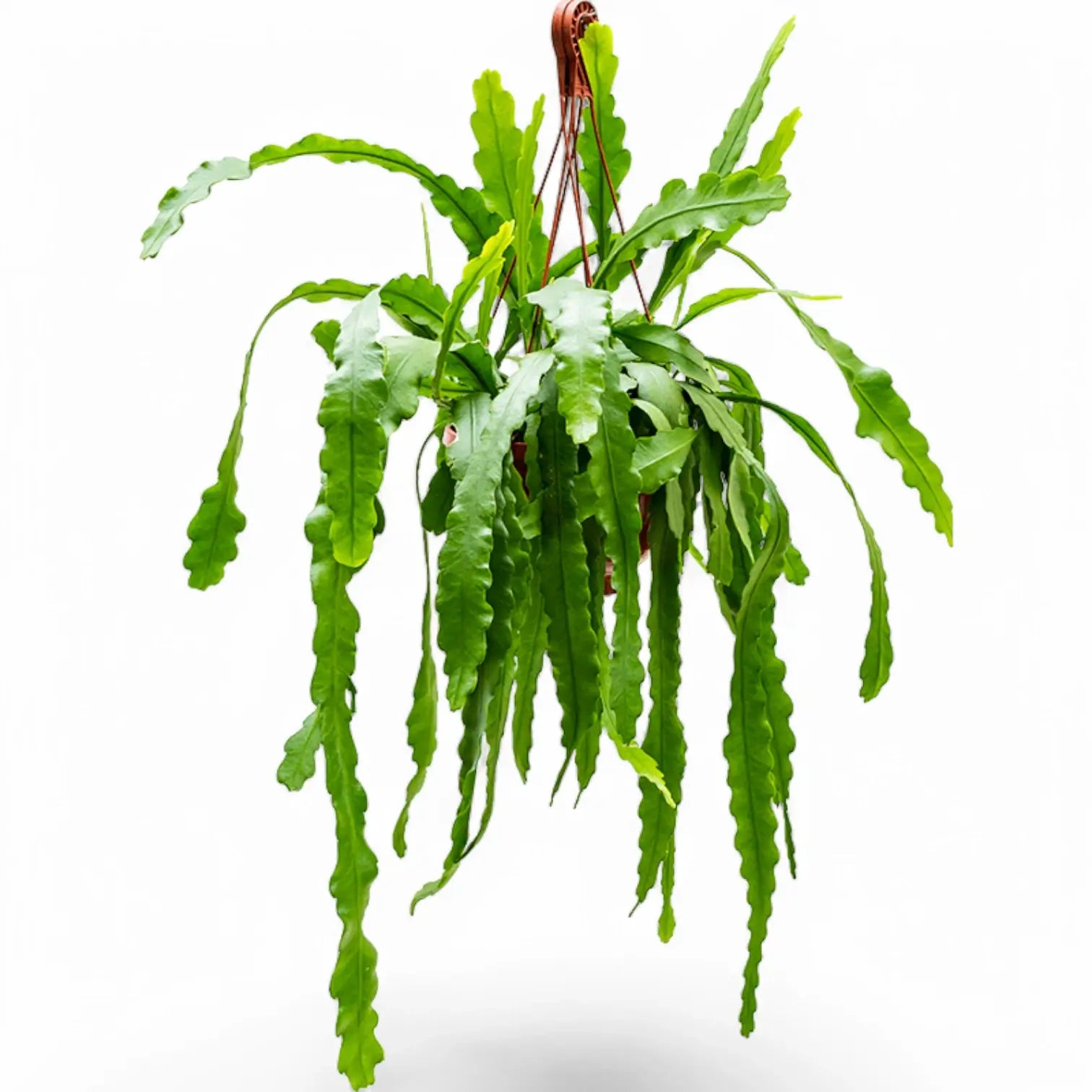 Disocactus (Epiphyllum ) crenatum 'Beavertail' potted houseplant in nursery pot on white background, product photo 4.
