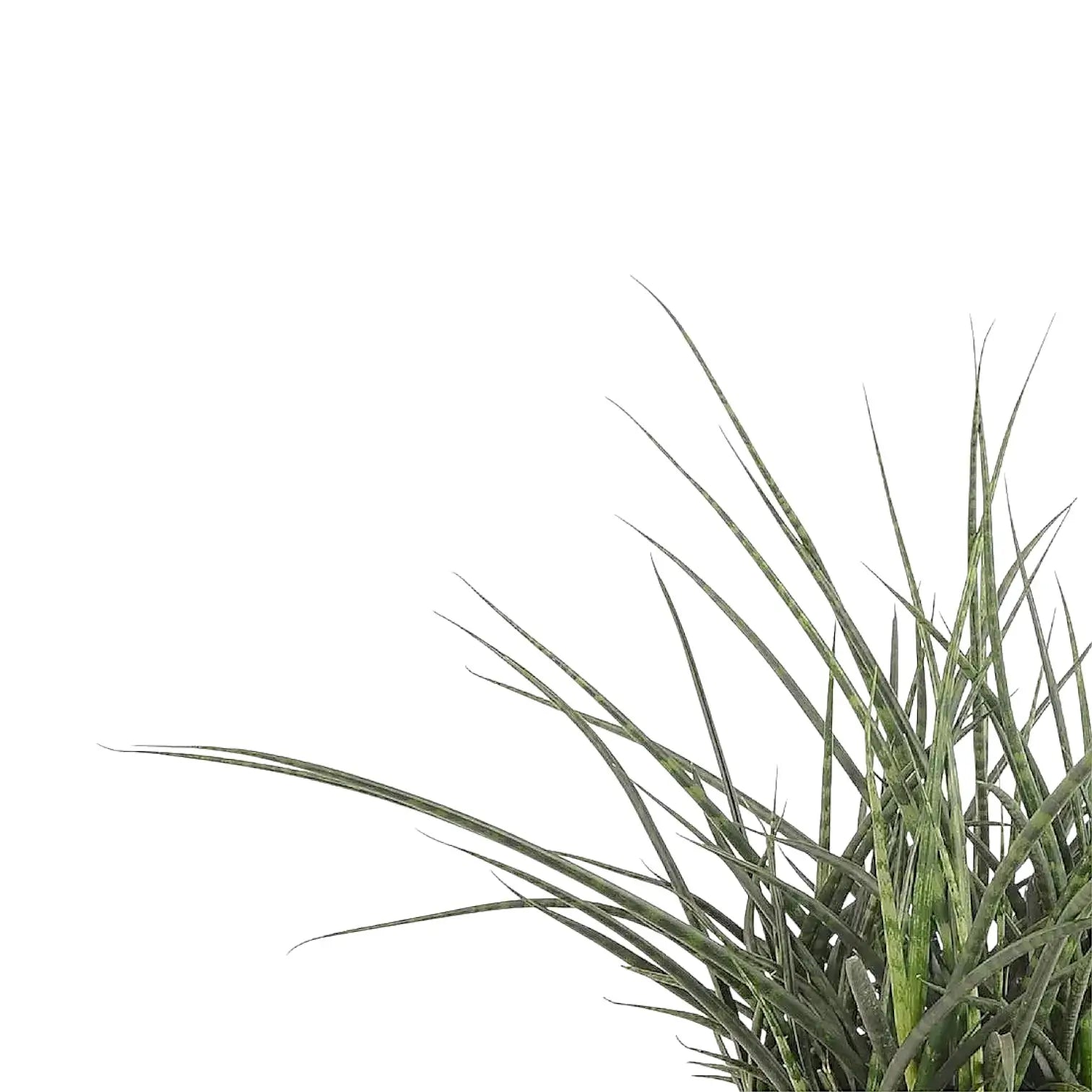 Dracaena (Sansevieria) bacularis 'Fernwood Punk' – Blattdetail vor weißem Hintergrund..