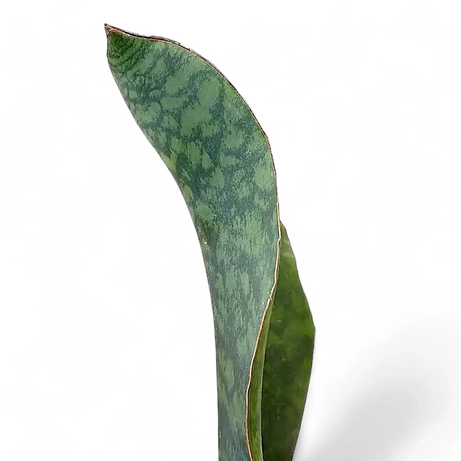 Dracaena (Sansevieria) masoniana 'Victoria' â Blattdetail vor weiĂem Hintergrund..