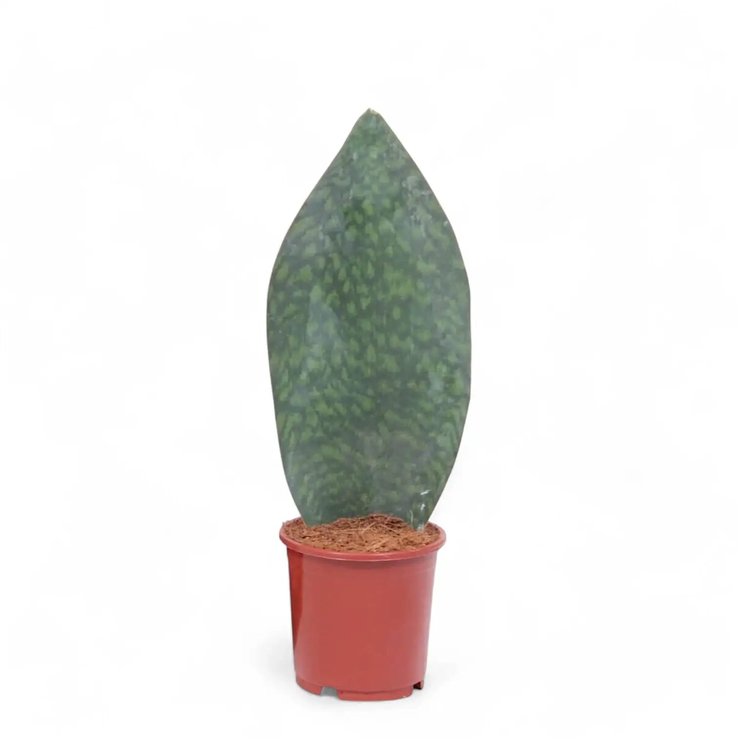 Dracaena (Sansevieria) masoniana 'Victoria' Zimmerpflanze im Anzuchttopf vor weiĂem Hintergrund, Produktfoto 4.
