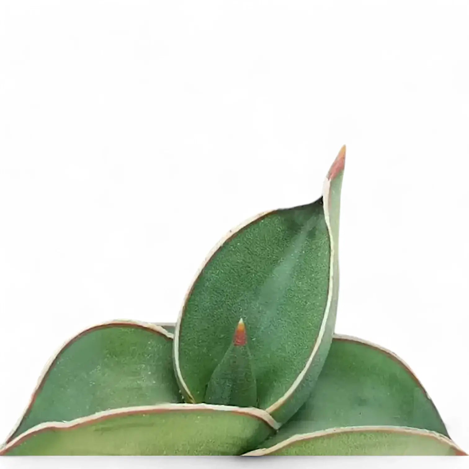Dracaena (Sansevieria) perrotii 'Samurai' â Blattdetail vor weiĂem Hintergrund..