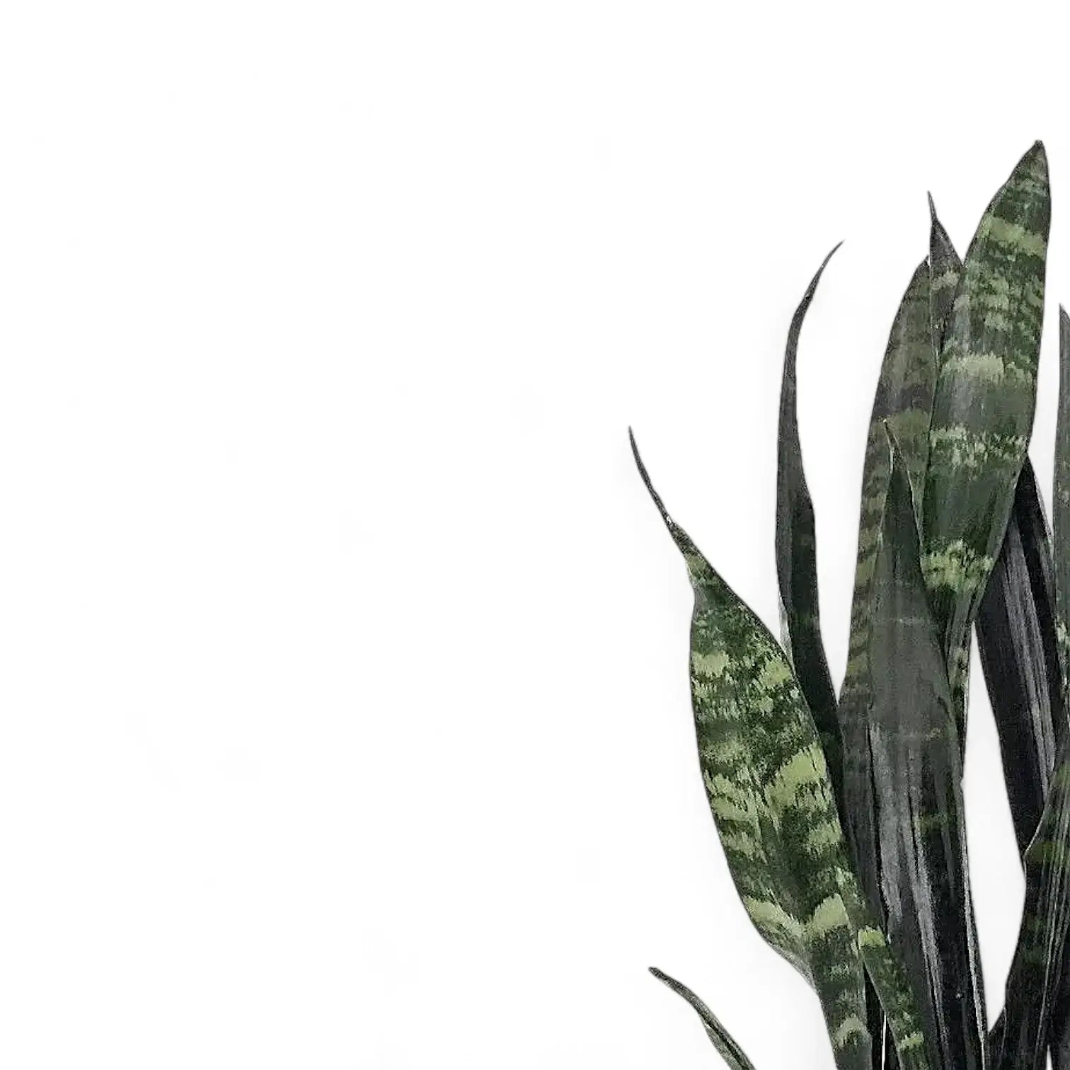 Dracaena (Sansevieria) trifasciata 'Black Coral' – Blattdetail vor weißem Hintergrund..