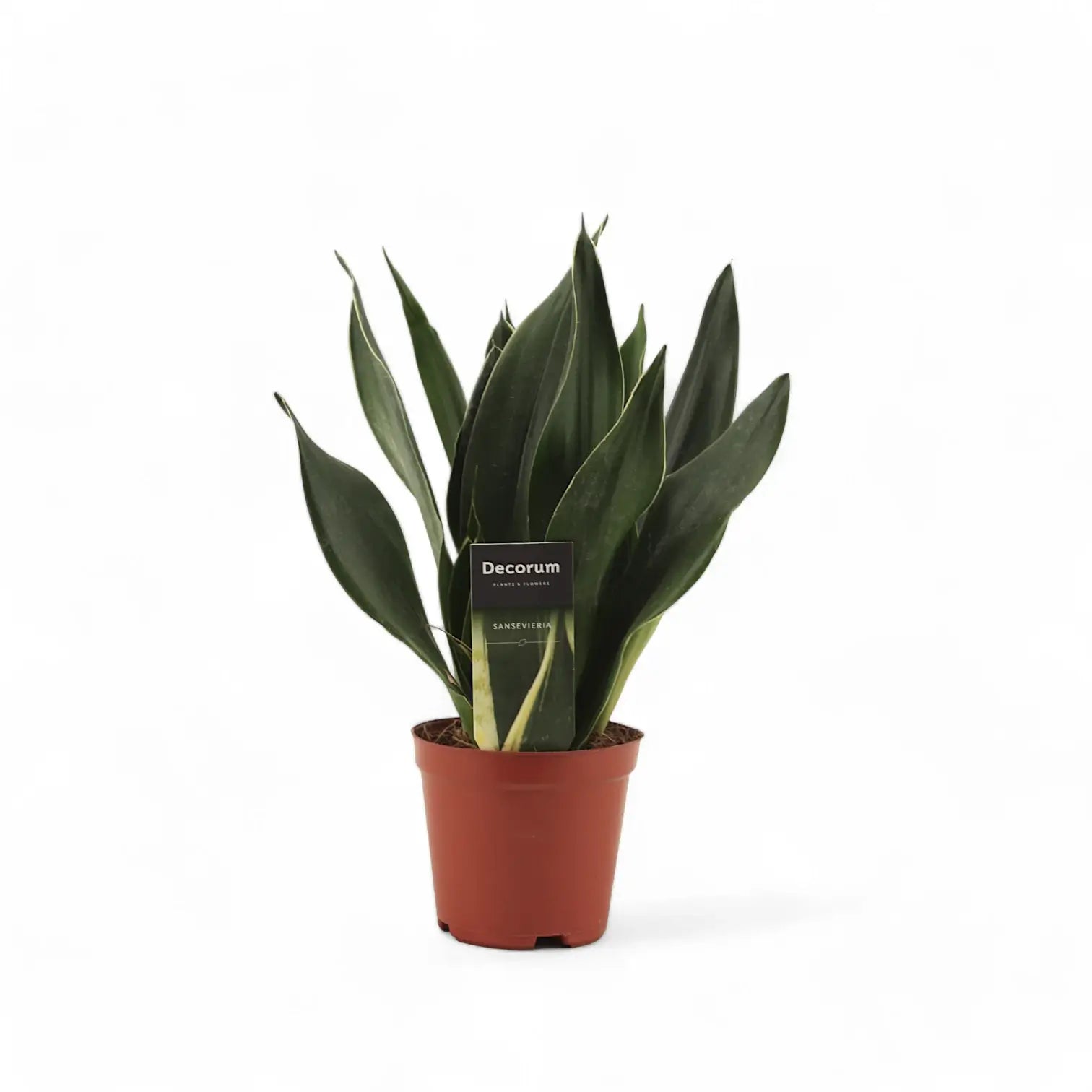 Dracaena (Sansevieria) trifasciata 'Black Diamond' Zimmerpflanze im Anzuchttopf vor weiĂem Hintergrund, Produktfoto 4.
