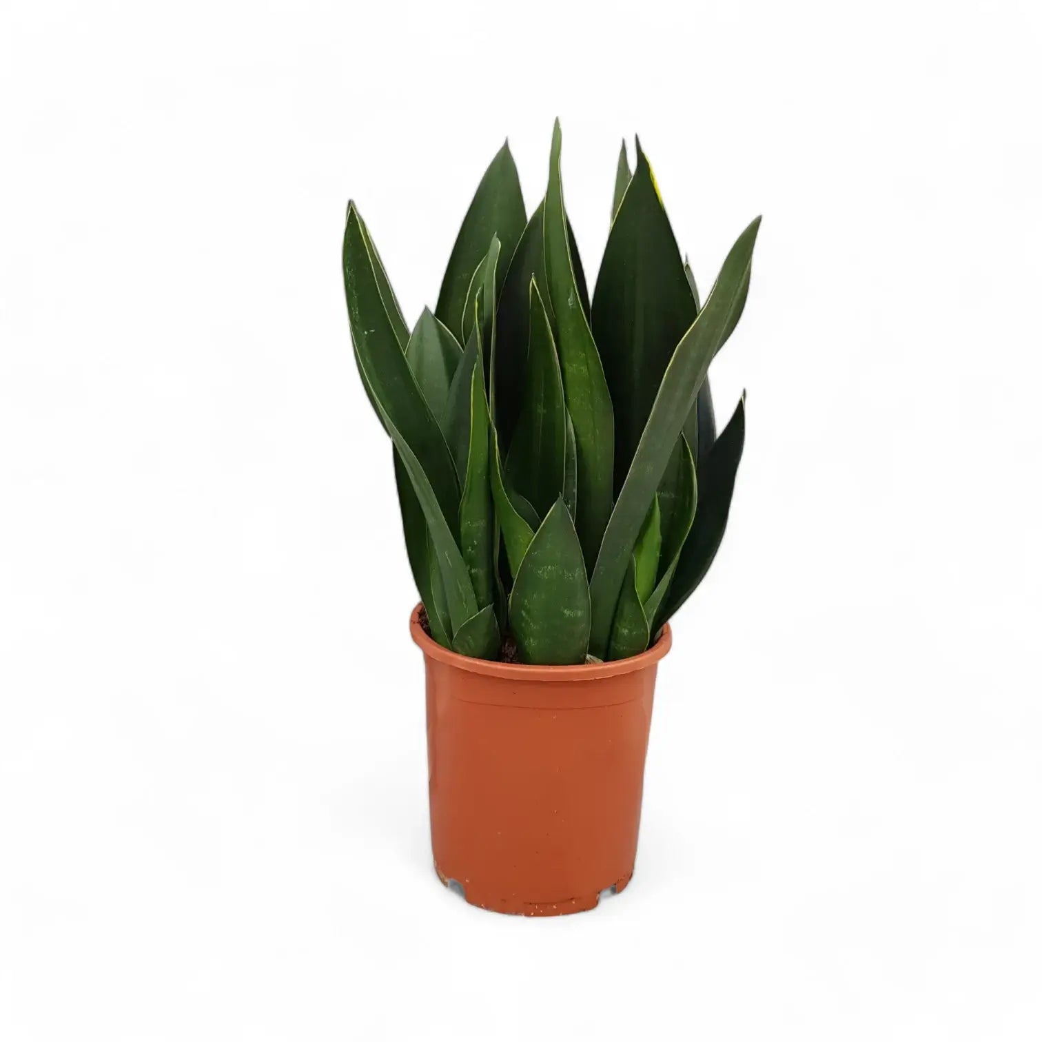Dracaena (Sansevieria) trifasciata 'Black Diamond' Zimmerpflanze im Anzuchttopf vor weiĂem Hintergrund, Produktfoto 5.