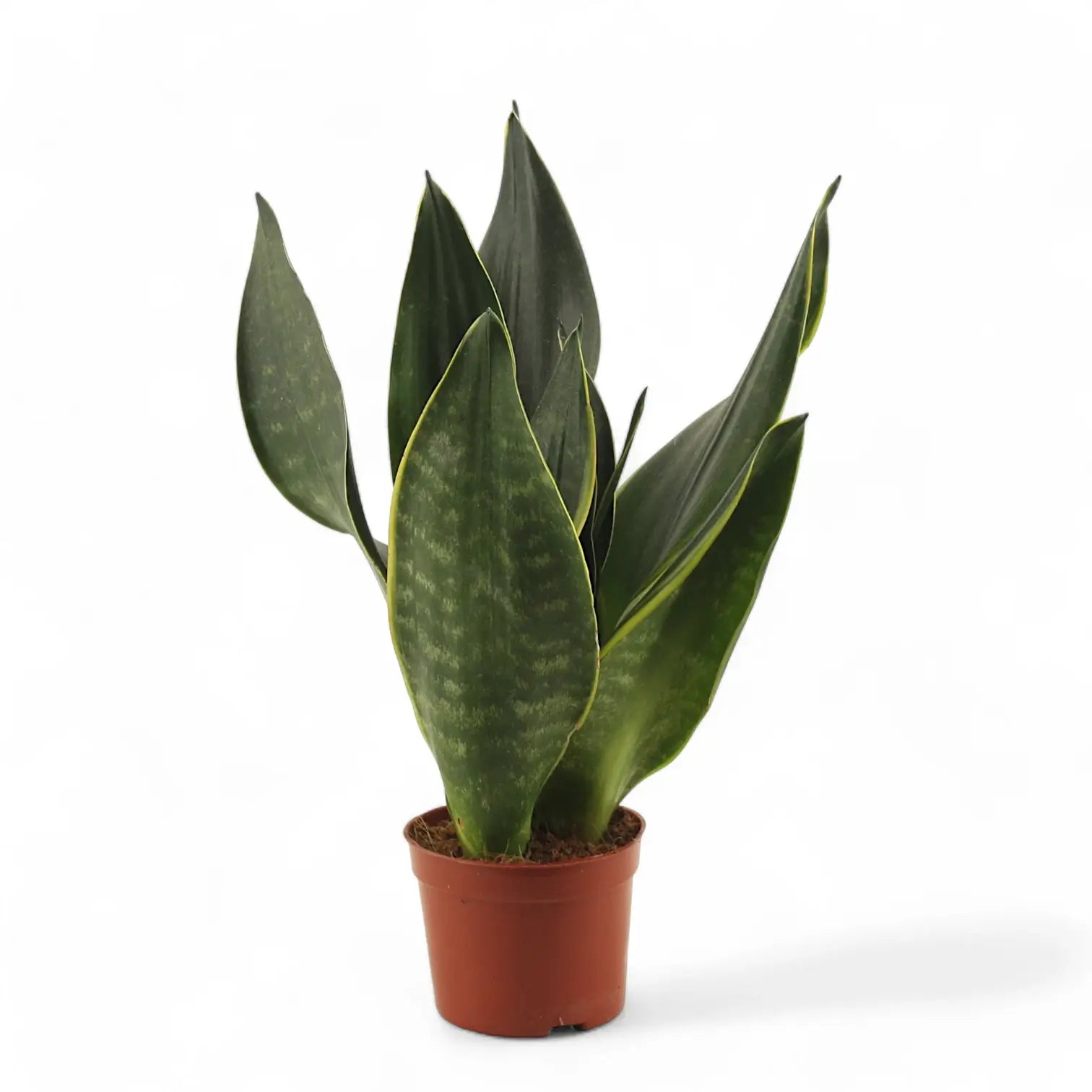 Dracaena (Sansevieria) trifasciata 'Black Diamond' Zimmerpflanze im Anzuchttopf vor weiĂem Hintergrund, Produktfoto 6.