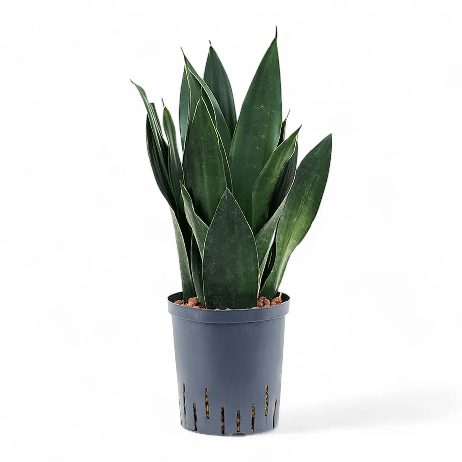 Dracaena (Sansevieria) trifasciata 'Black Diamond' Zimmerpflanze im Anzuchttopf vor weiĂem Hintergrund, Produktfoto 7.