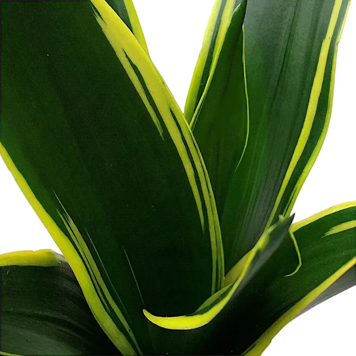 Dracaena (Sansevieria) trifasciata 'Golden Diamond' â Blattdetail vor weiĂem Hintergrund..