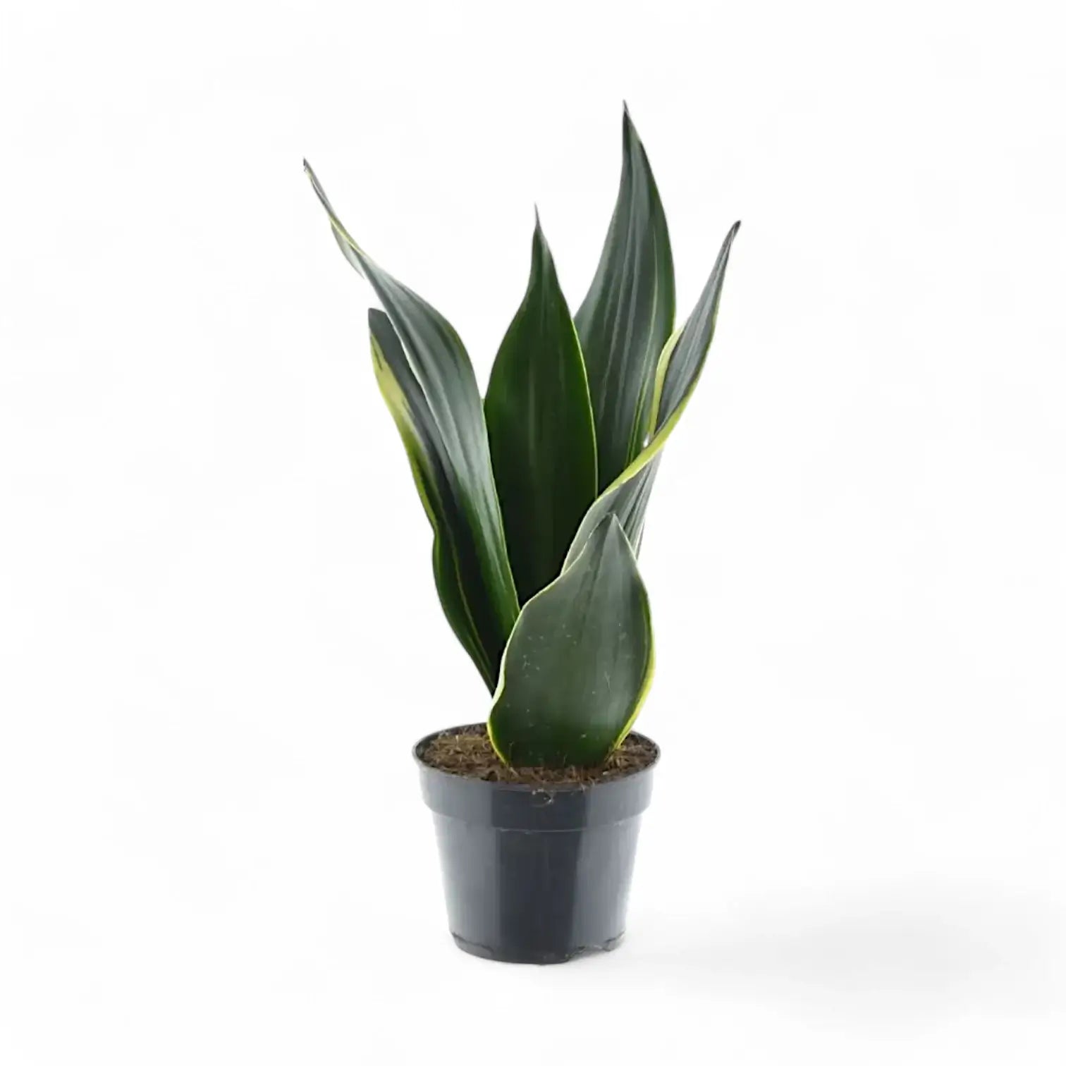 Dracaena (Sansevieria) trifasciata 'Golden Diamond' Zimmerpflanze im Anzuchttopf vor weiĂem Hintergrund, Produktfoto 3.