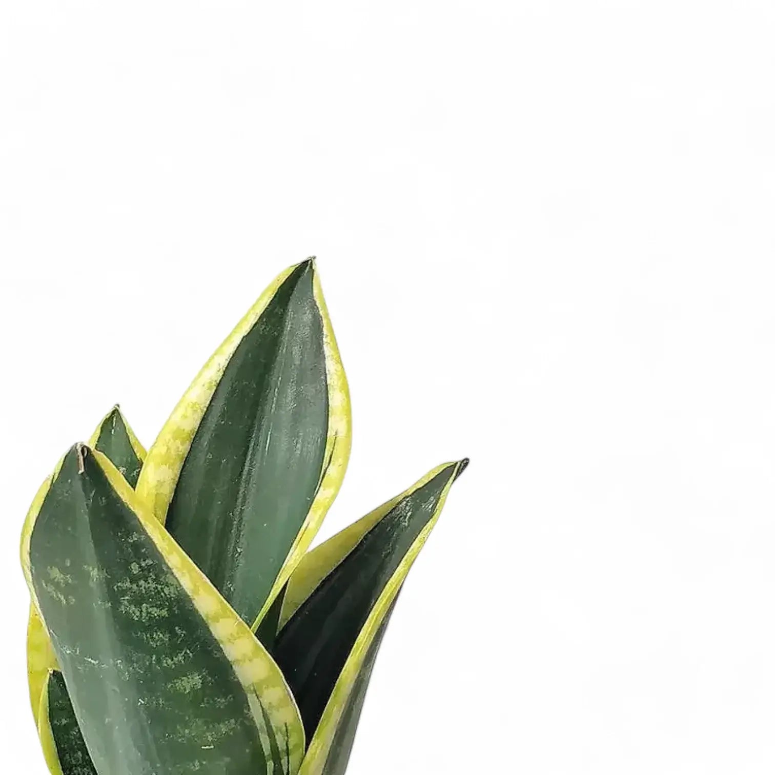 Dracaena (Sansevieria) trifasciata 'Night Shade' â Blattdetail vor weiĂem Hintergrund..