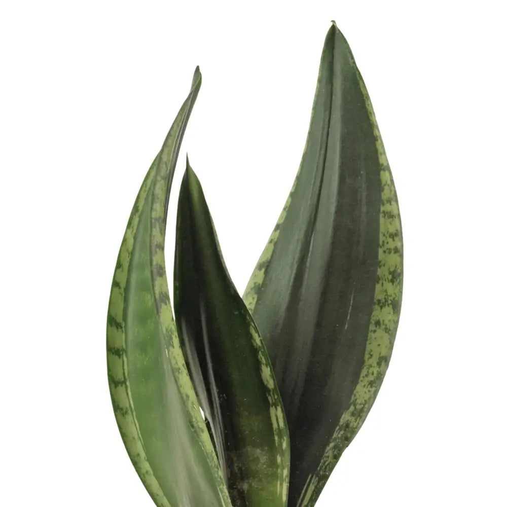 Dracaena (Sansevieria) trifasciata 'Silver Flame' â Blattdetail vor weiĂem Hintergrund..