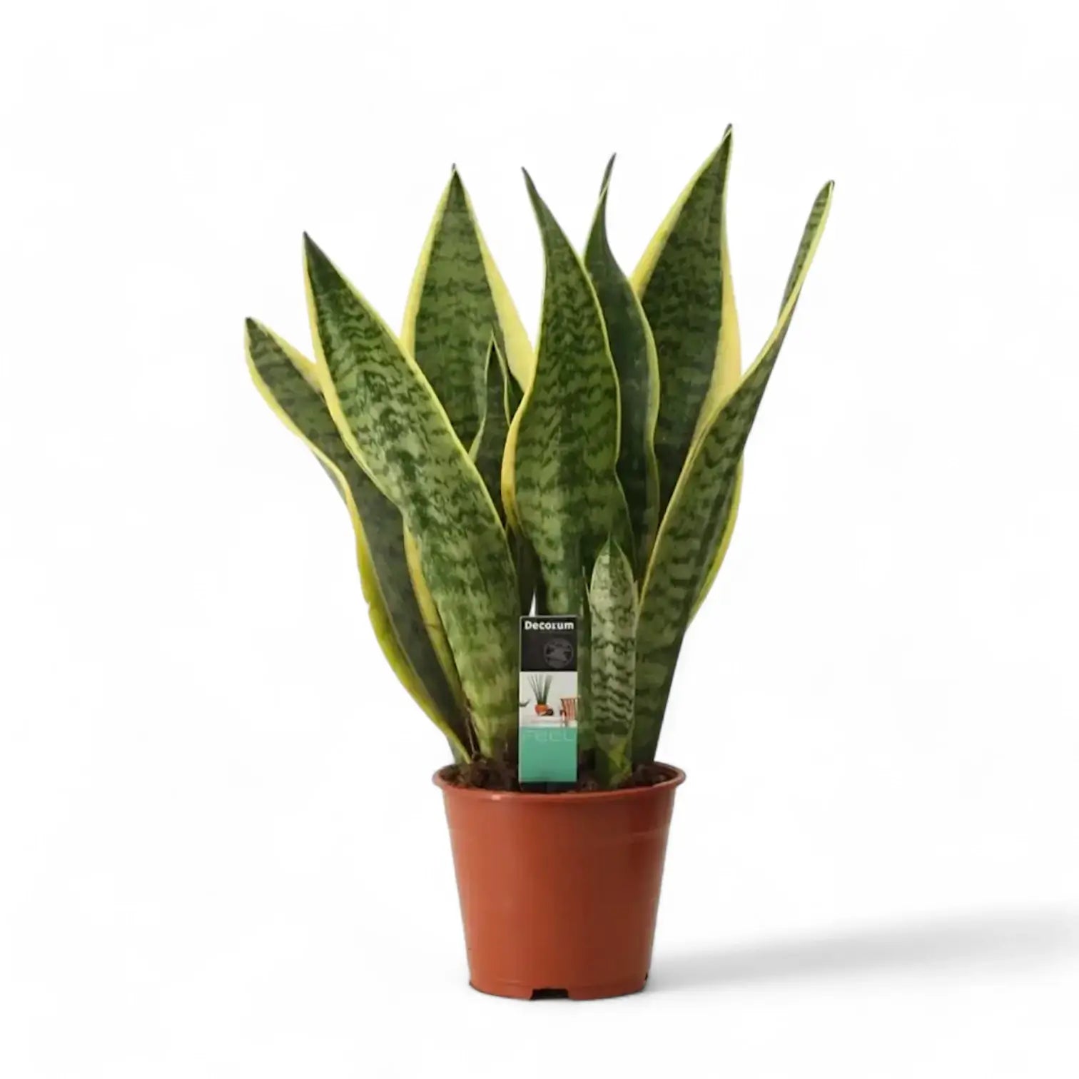 Dracaena (Sansevieria) trifasciata 'Superba' Zimmerpflanze im Anzuchttopf vor weißem Hintergrund, Produktfoto 6.