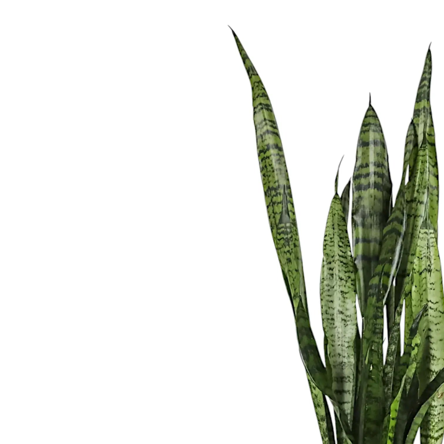 Dracaena (Sansevieria) zeylanica 'Narrow' â Blattdetail vor weiĂem Hintergrund..