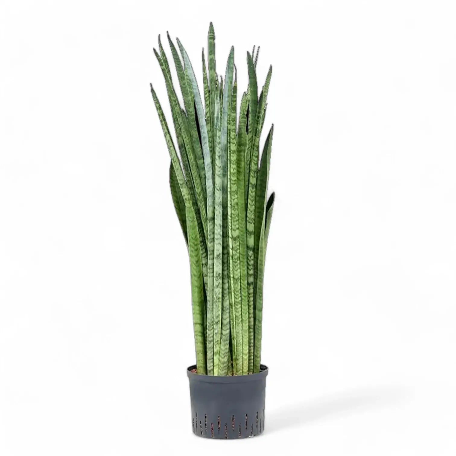 Dracaena (Sansevieria) zeylanica 'Narrow' Zimmerpflanze im Anzuchttopf vor weiĂem Hintergrund, Produktfoto 8.