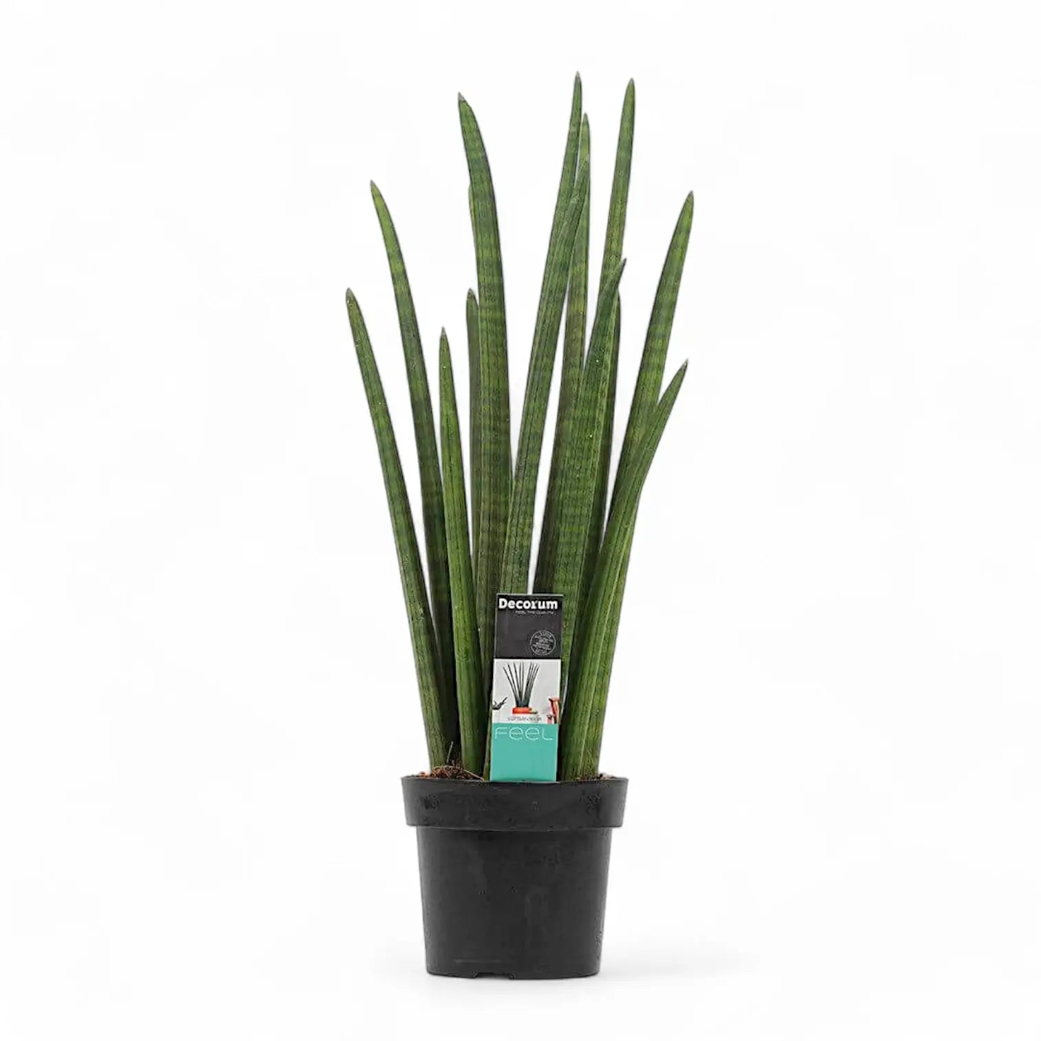Dracaena angolensis (Sansevieria cylindrica) 'Rocket' Zimmerpflanze im Anzuchttopf vor weiĂem Hintergrund, Produktfoto 5.