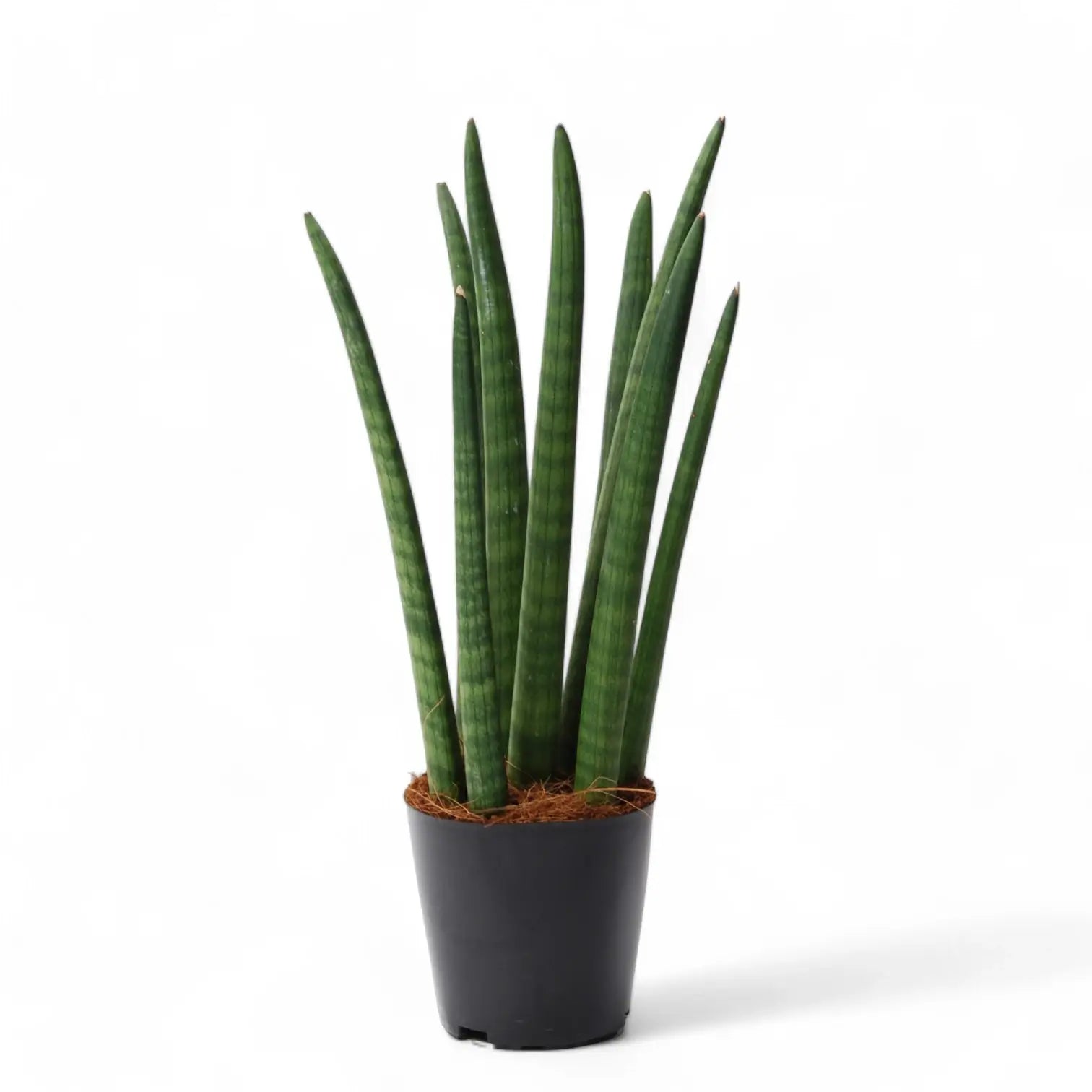 Dracaena angolensis (Sansevieria cylindrica) 'Spaghetti' Zimmerpflanze im Anzuchttopf vor weiĂem Hintergrund, Produktfoto 2.