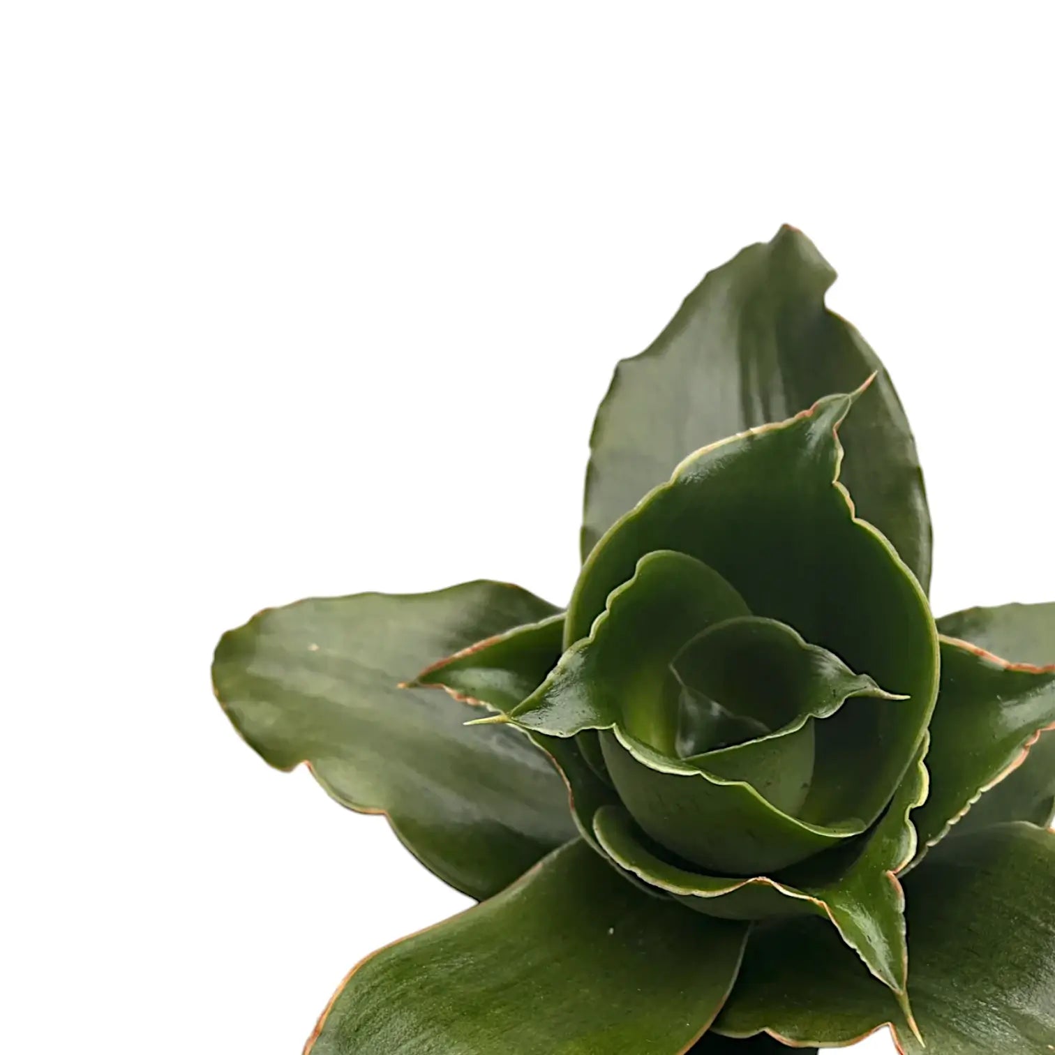 Dracaena angolensis (Sansevieria cylindrica) 'Star Rose' â Blattdetail vor weiĂem Hintergrund..