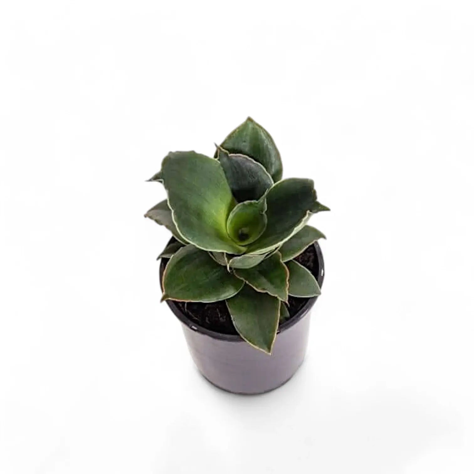 Dracaena angolensis (Sansevieria cylindrica) 'Star Rose' Zimmerpflanze im Anzuchttopf vor weiĂem Hintergrund, Produktfoto 4.