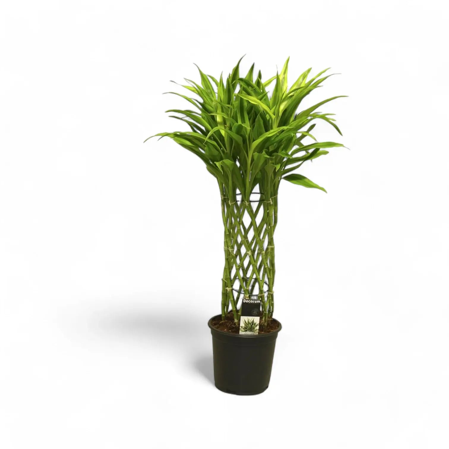 Dracaena braunii 'Gold' potted houseplant in nursery pot on white background, product photo 4.
