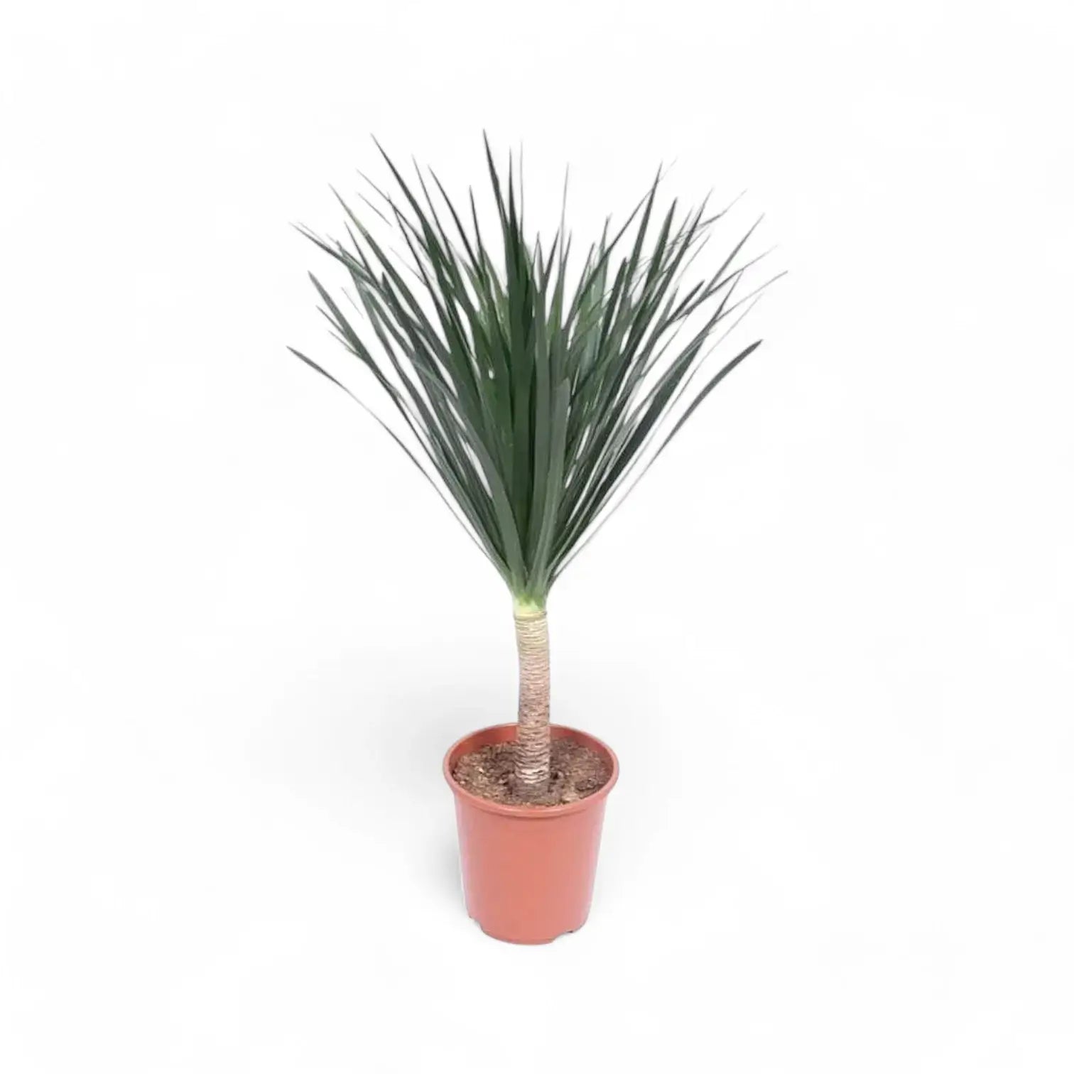 Dracaena draco potted houseplant in nursery pot on white background, product photo 2.