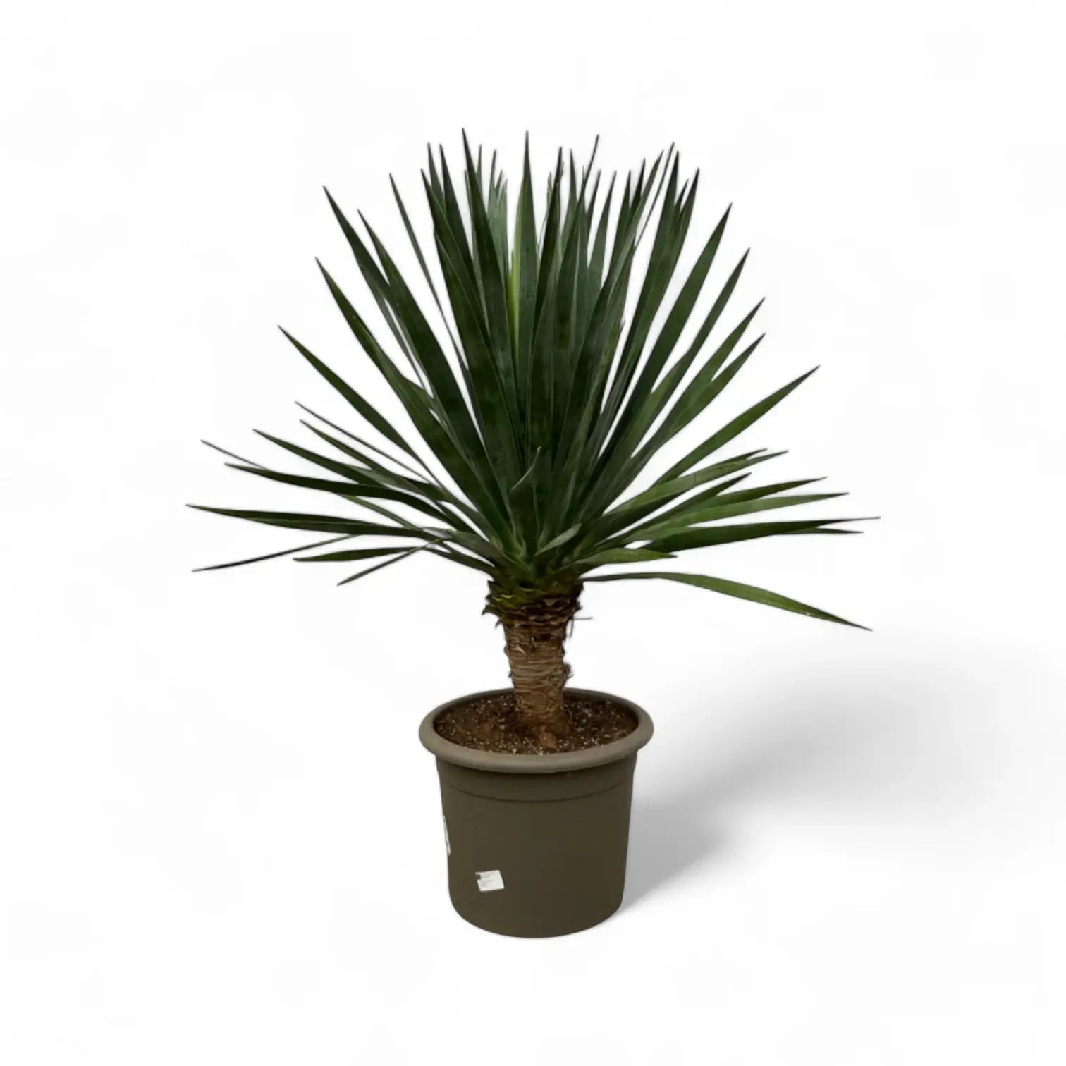 Dracaena draco potted houseplant in nursery pot on white background, product photo 3.