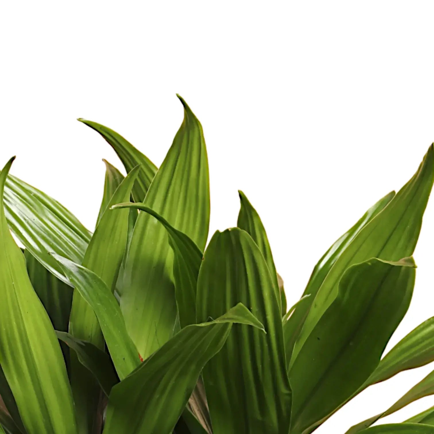 Dracaena fragrans 'Janet Craig' – Blattdetail vor weißem Hintergrund..