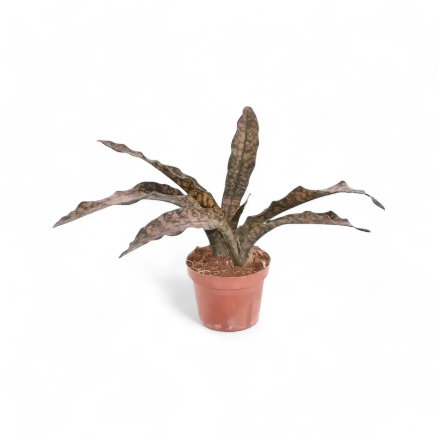 Dracaena pethera (Sansevieria) var. pulchra 'Coppertone' Zimmerpflanze im Anzuchttopf vor weiĂem Hintergrund, Produktfoto 2.