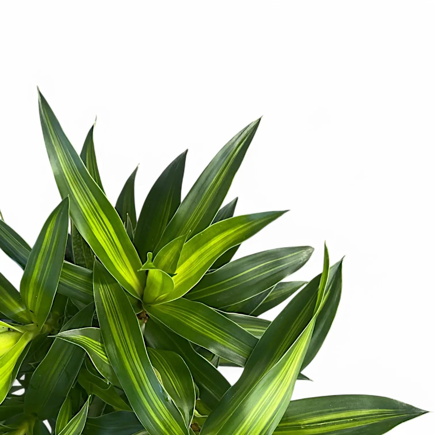 Dracaena reflexa 'Song of Jamaica' – Blattdetail vor weißem Hintergrund..
