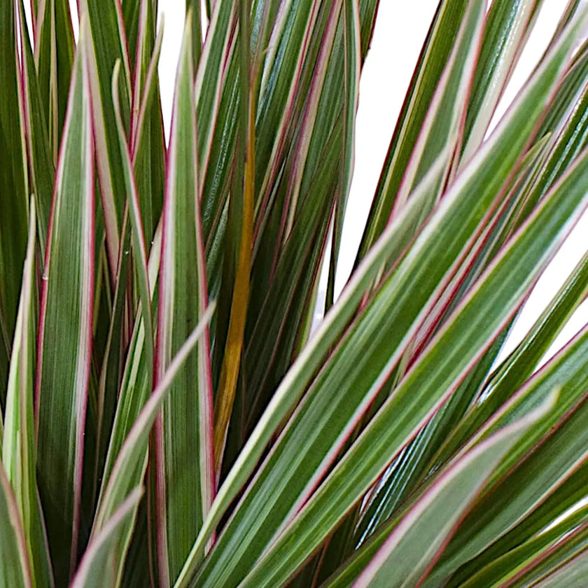 Dracaena reflexa var. angustifolia 'Bicolor' – Blattdetail vor weißem Hintergrund..