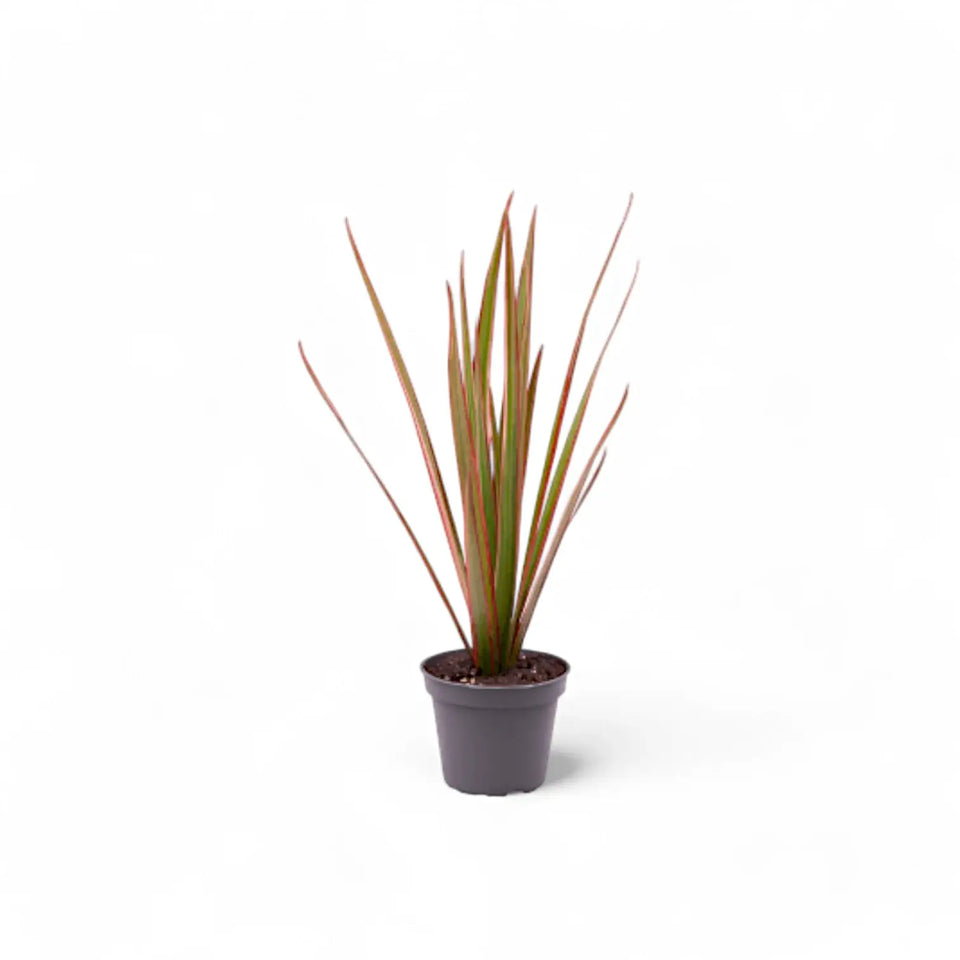 Dracaena reflexa var. angustifolia 'Bicolor' Zimmerpflanze im Anzuchttopf vor weiĂem Hintergrund, Produktfoto 2.