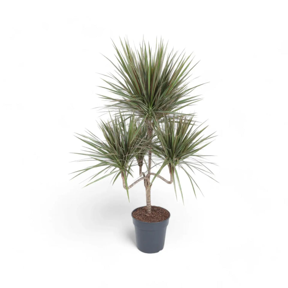 Dracaena reflexa var. angustifolia 'Bicolor' Zimmerpflanze im Anzuchttopf vor weiĂem Hintergrund, Produktfoto 6.