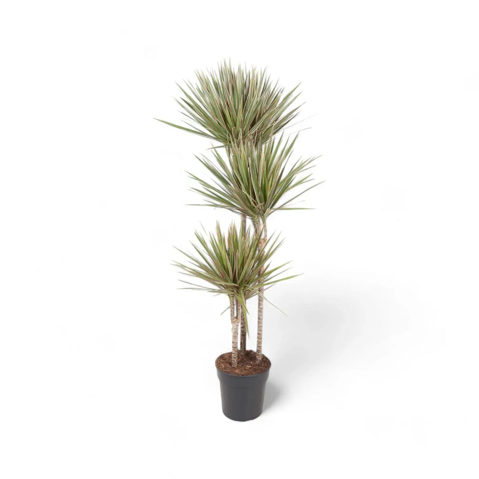 Dracaena reflexa var. angustifolia 'Bicolor' Zimmerpflanze im Anzuchttopf vor weiĂem Hintergrund, Produktfoto 7.