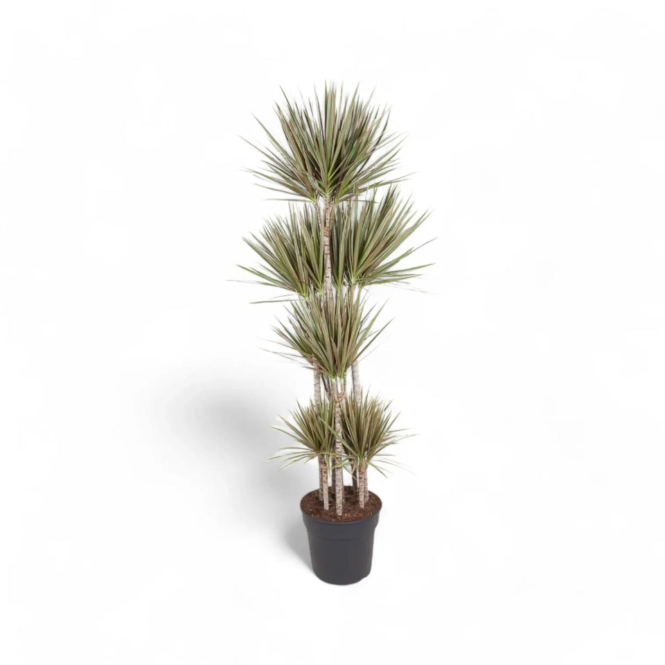 Dracaena reflexa var. angustifolia 'Bicolor' Zimmerpflanze im Anzuchttopf vor weiĂem Hintergrund, Produktfoto 8.