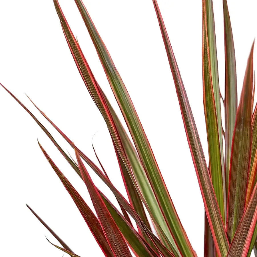 Dracaena reflexa var. angustifolia 'Red' leaf close-up on white background.
