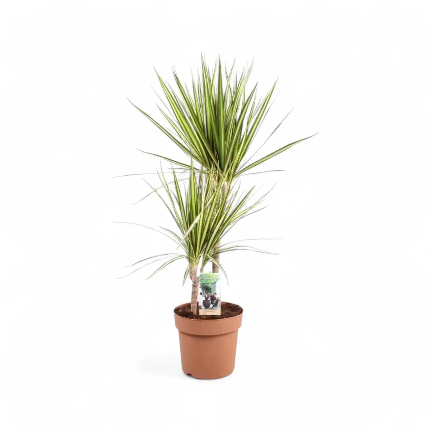 Dracaena reflexa var. angustifolia 'Sunray' Zimmerpflanze im Anzuchttopf vor weiĂem Hintergrund, Produktfoto 2.