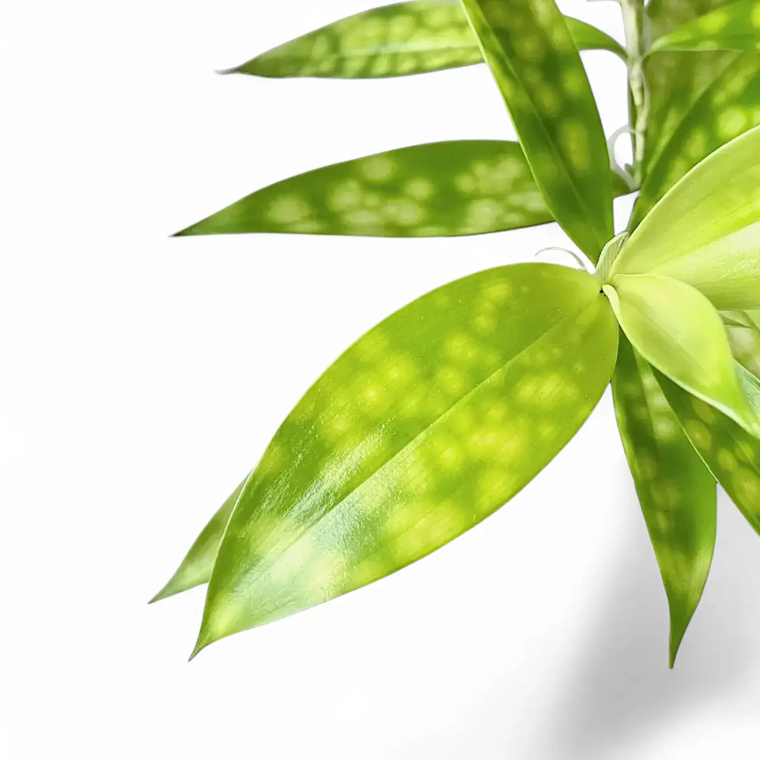 Dracaena surculosa leaf close-up on white background.