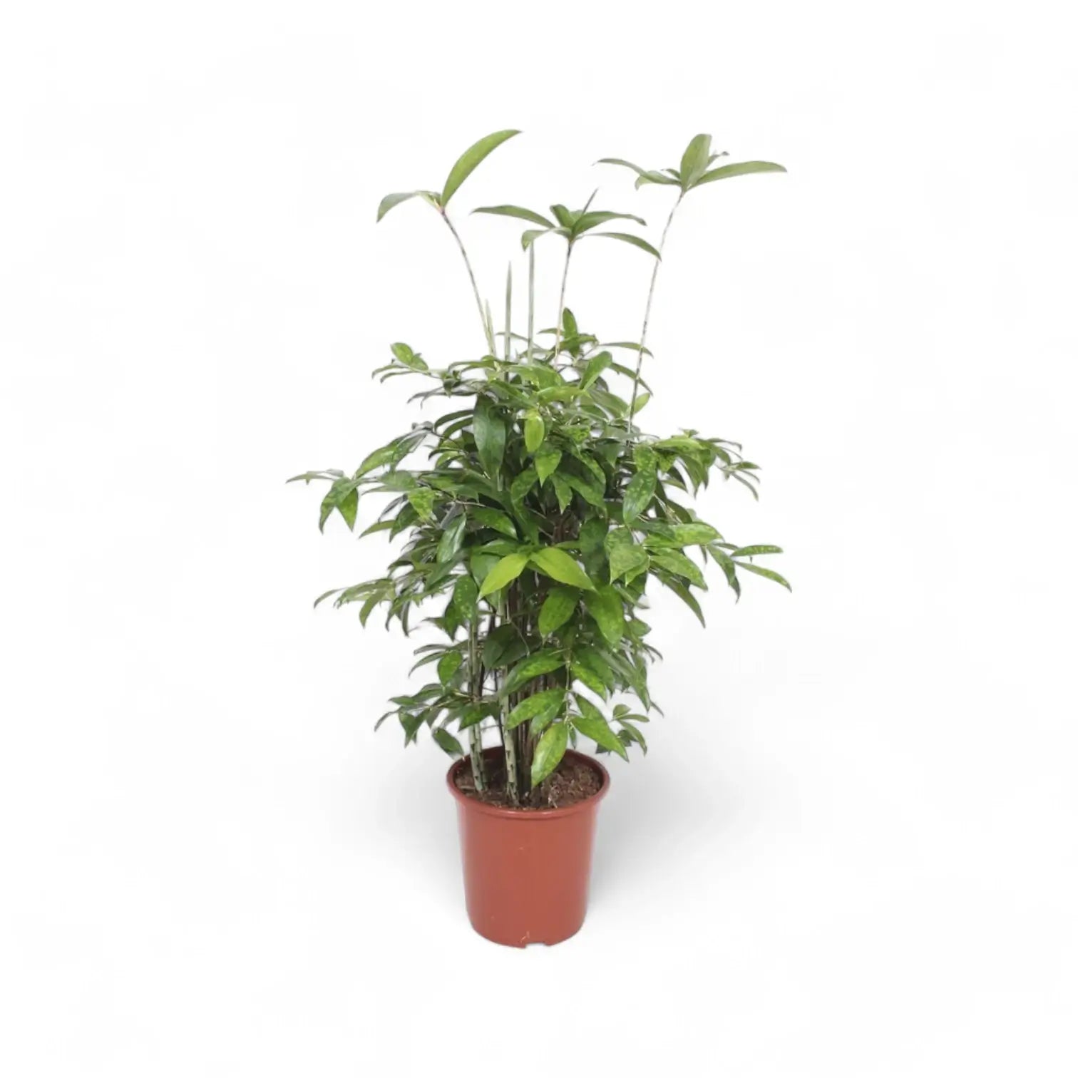Dracaena surculosa potted houseplant in nursery pot on white background, product photo 7.