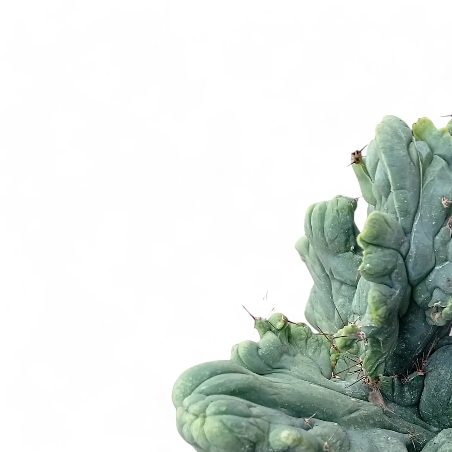 Echinopsis lageniformis f. monstruosa cristata leaf close-up on white background.