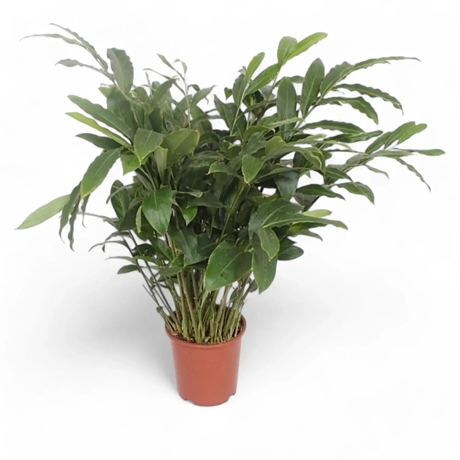 Elettaria cardamomum Zimmerpflanze im Anzuchttopf vor weißem Hintergrund, Produktfoto 5.