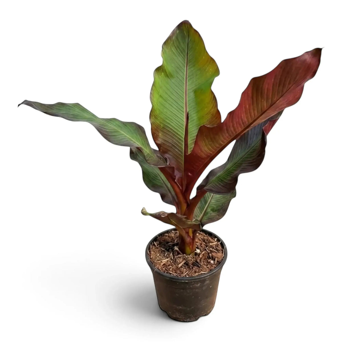 Ensete ventricosum ‘Maurelii’ in a nursery pot, with large green and burgundy paddle-shaped leaves