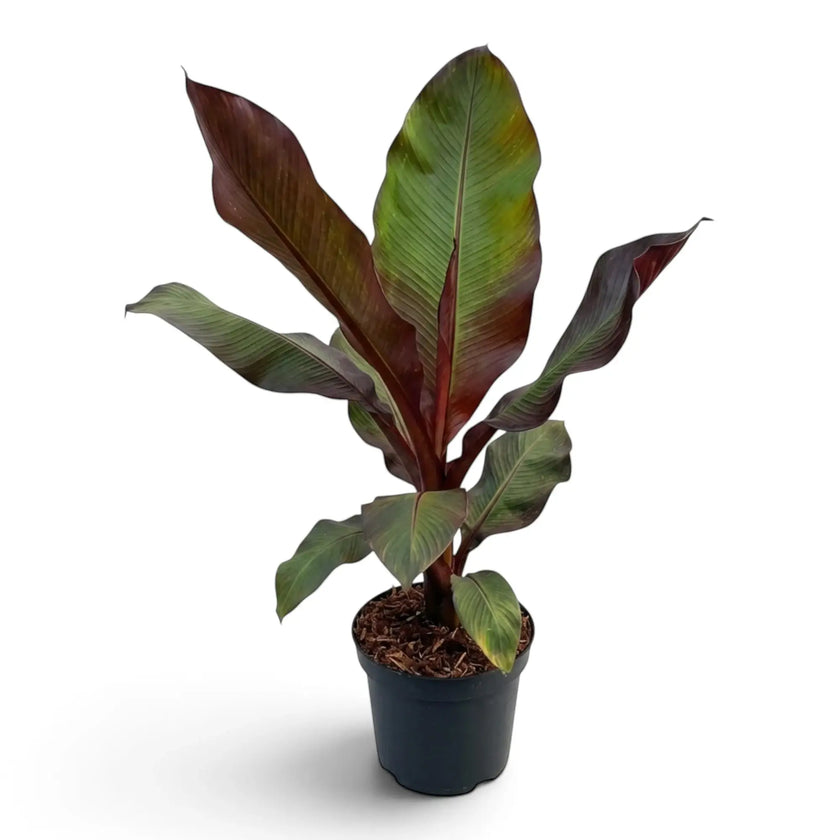 Ensete ventricosum ‘Maurelii’ im Kulturtopf mit breiten paddelförmigen Blättern und markanten roten Mittelrippen