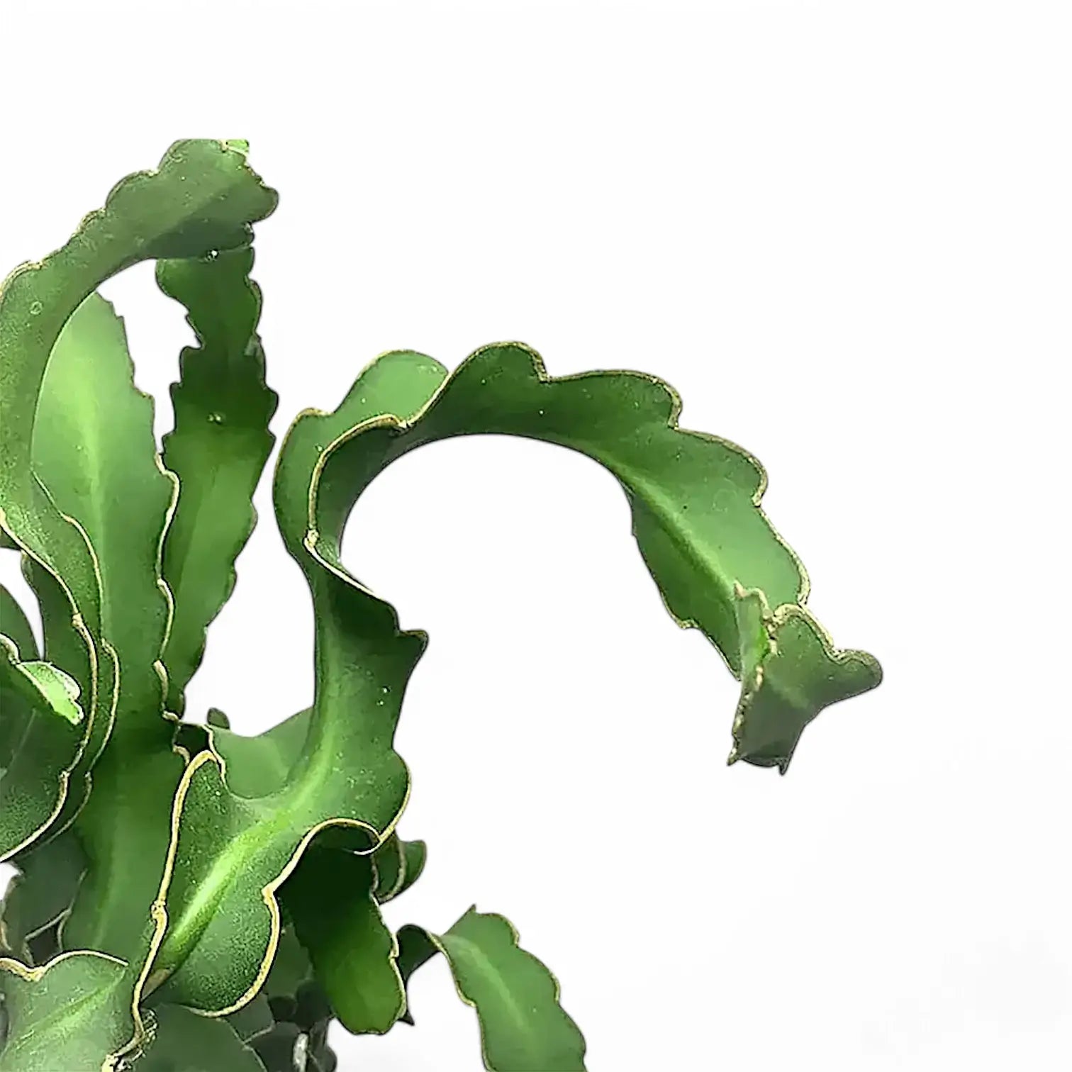 Epiphyllum guatemalense leaf close-up on white background.