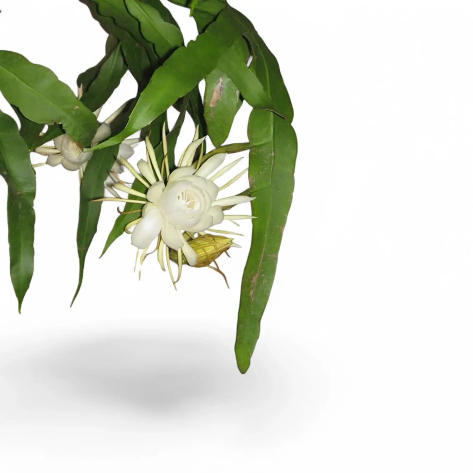 Epiphyllum oxypetalum leaf close-up on white background.