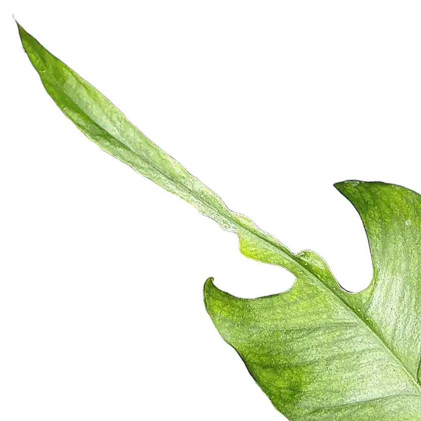 Epipremnum pinnatum 'Skeleton Key' leaf close-up on white background.