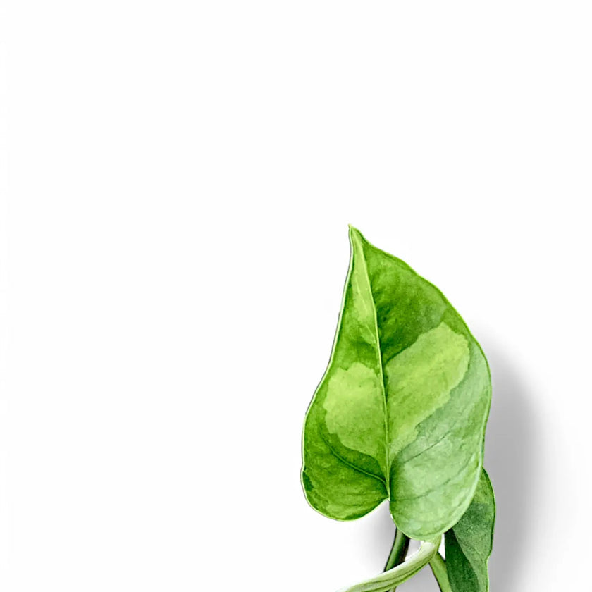 Epipremnum aureum ‘Global Green’ leaf close-up on white background.