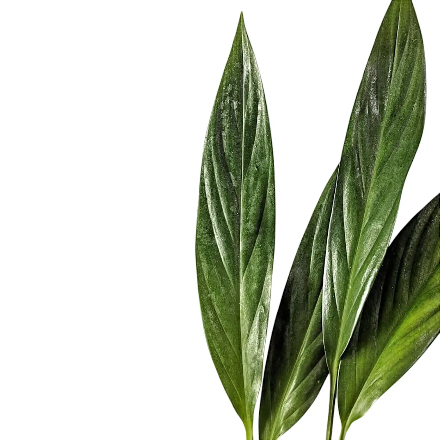 Epipremnum falcifolium leaf close-up on white background.