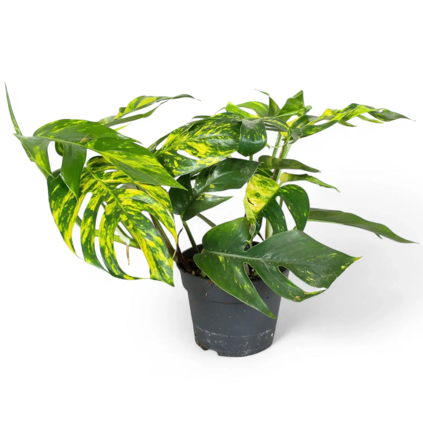 Epipremnum pinnatum aureum cintho goldfinger potted houseplant in nursery pot on white background, product photo 1.