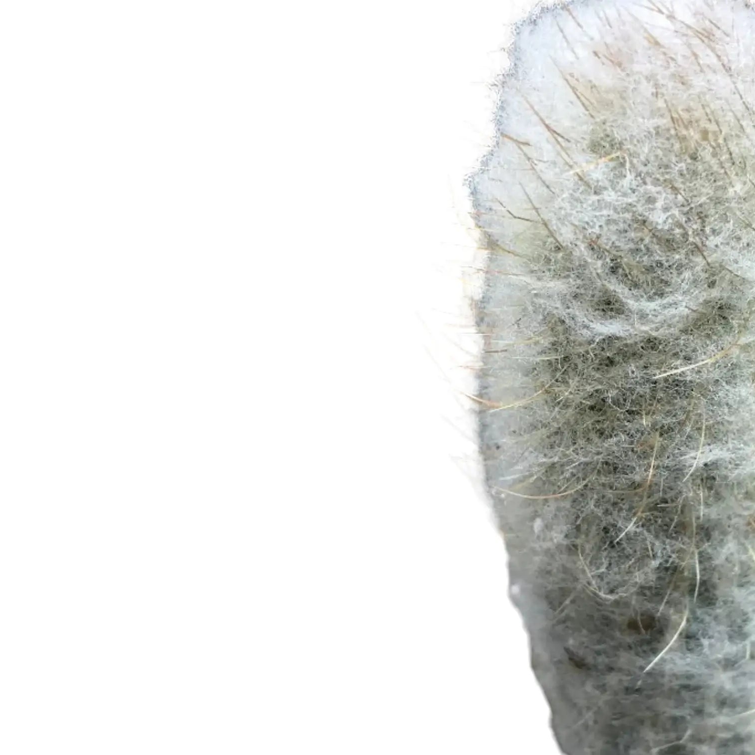 Espostoopsis dybowskii leaf close-up on white background.