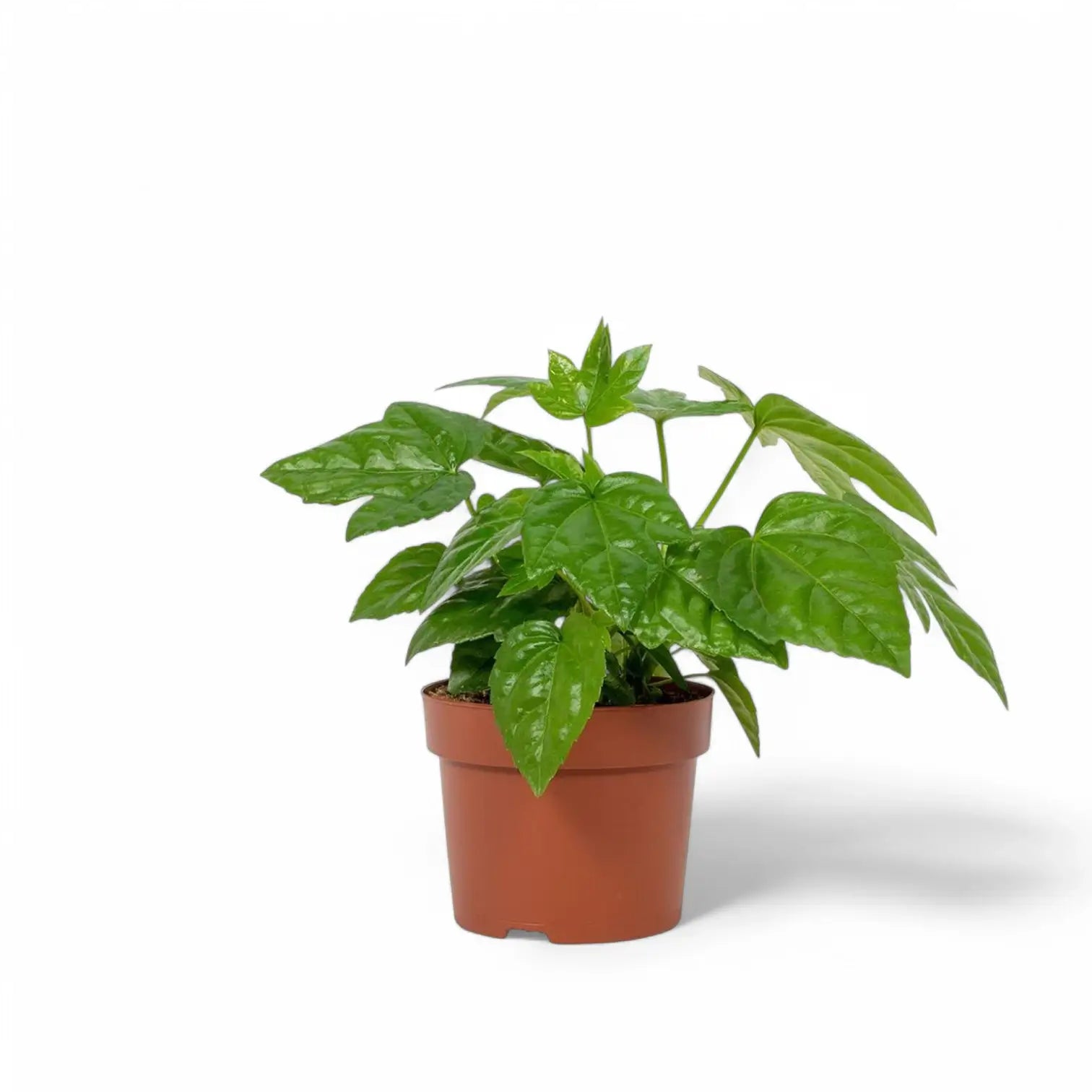 Fatsia japonica potted houseplant in nursery pot on white background, product photo 2.